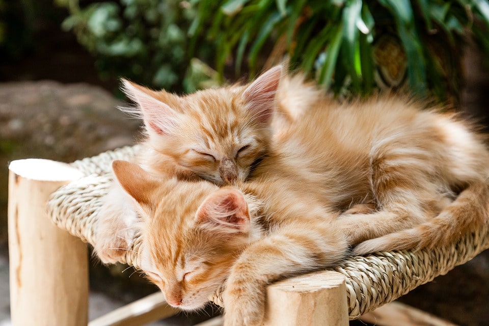 ぴったり重なって寝ている猫たち